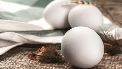 Świeżość jajka