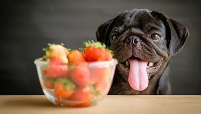 Jakie warzywa i owoce można podawać psu