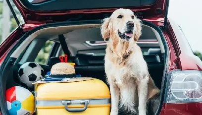 Podróżowanie ze zwierzakiem: co musisz wiedzieć, zanim zaplanujesz wyjazd?