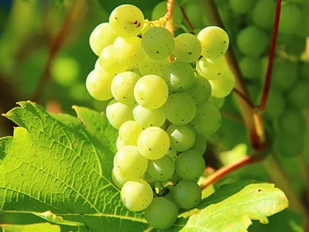 Winogrona bezpestkowe jasne