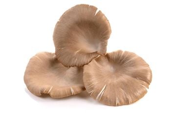 Boczniaki 250g