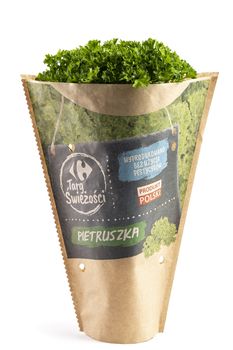 Pietruszka świeża
