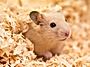 ANIMALS TROCINY PRASOWANE DLA GRYZONI 960G.