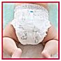Pampers Harmonie Pieluchomajtki rozmiar 6, 18 pieluszki, 15kg+