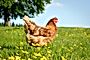 Podudzie z kurczaka z chowu wybiegowego "Jakość z Natury Carrefour"