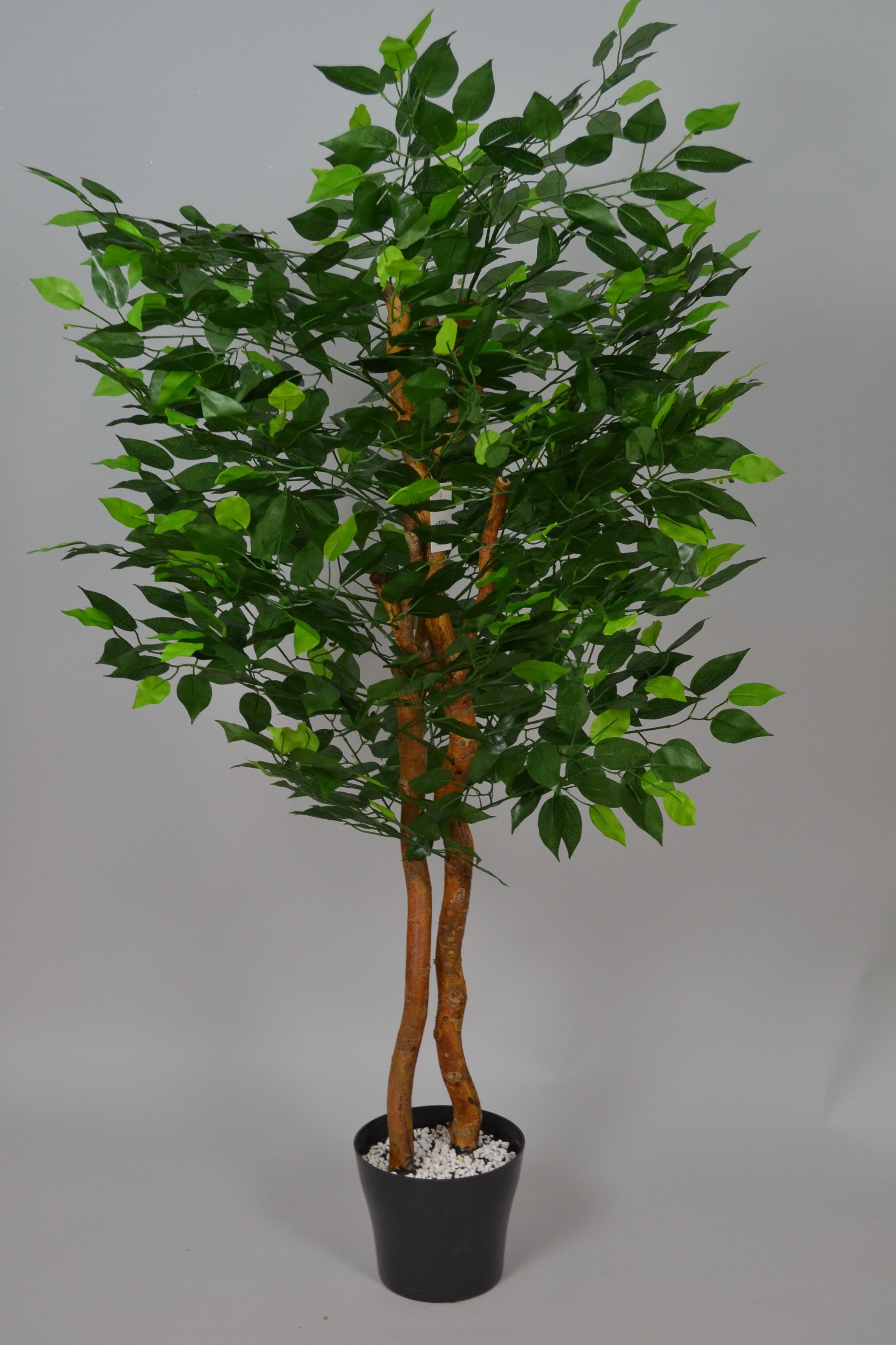 Drzewo Ficus VIRTUS Drzewo Ficus 120 cm w donicy 01400023