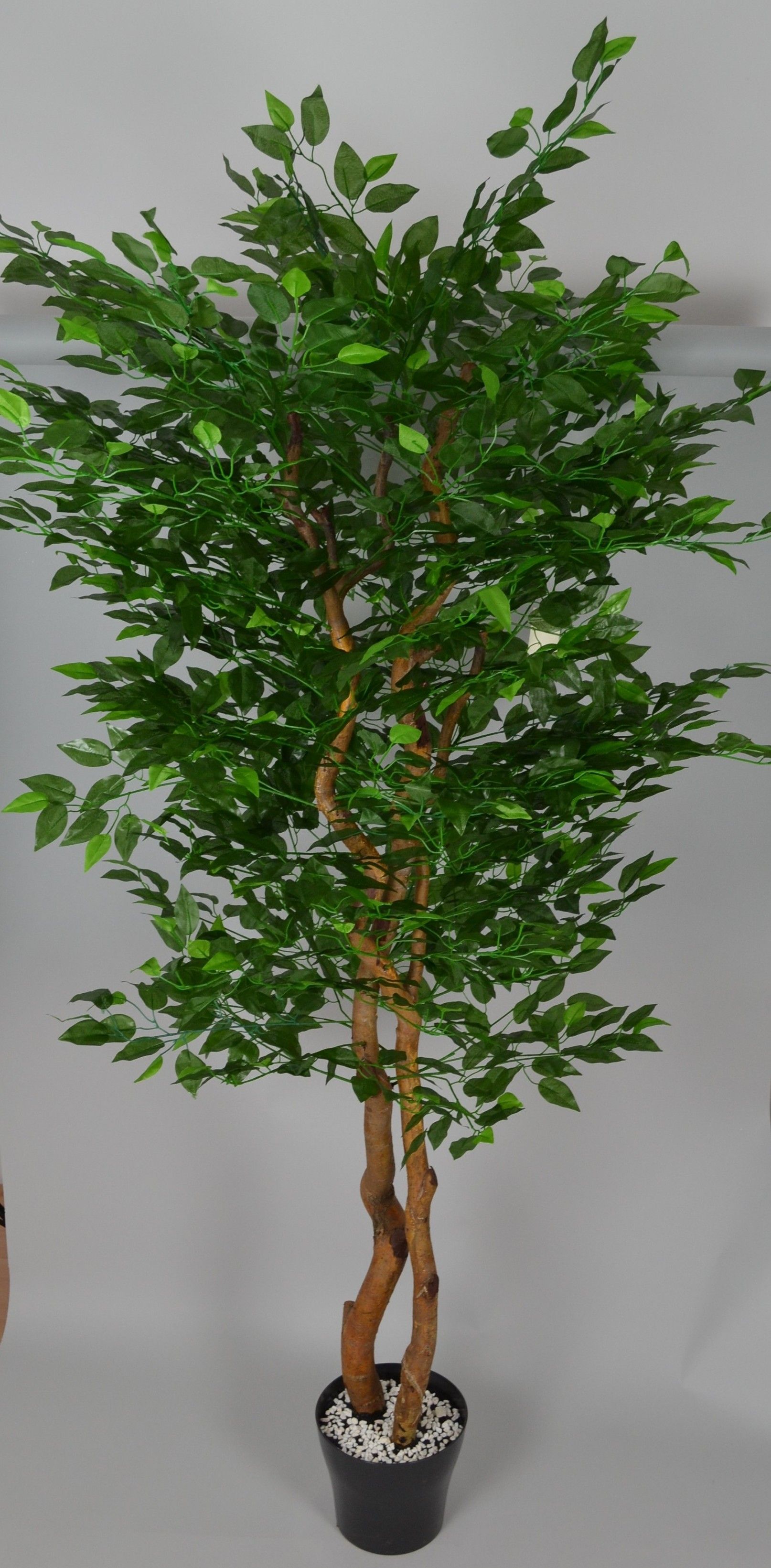 Drzewo Ficus VIRTUS Drzewo Ficus 180 cm w donicy 01400017