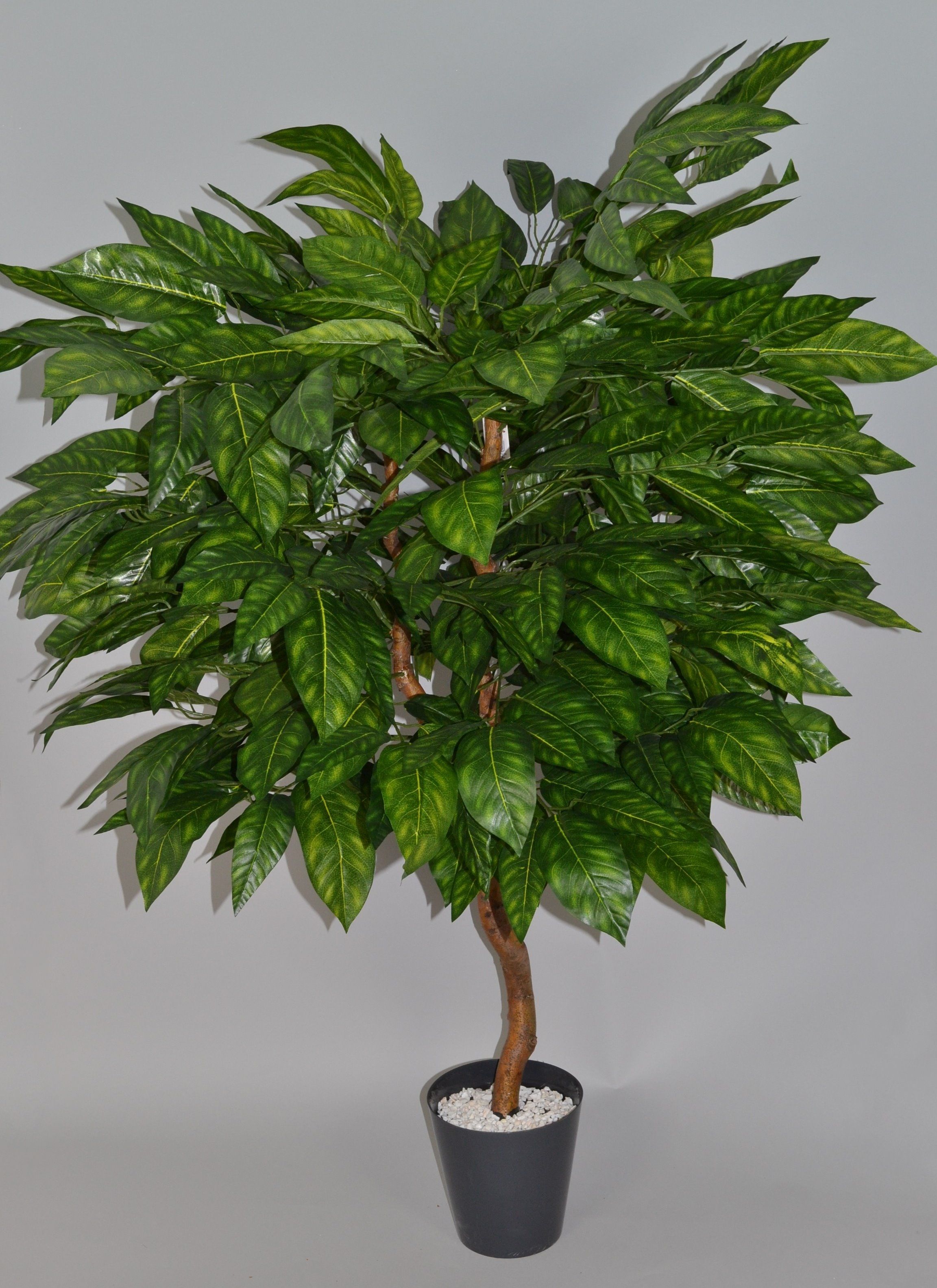 Drzewo Orzech VIRTUS Drzewo Orzech 120 cm w donicy 01400024