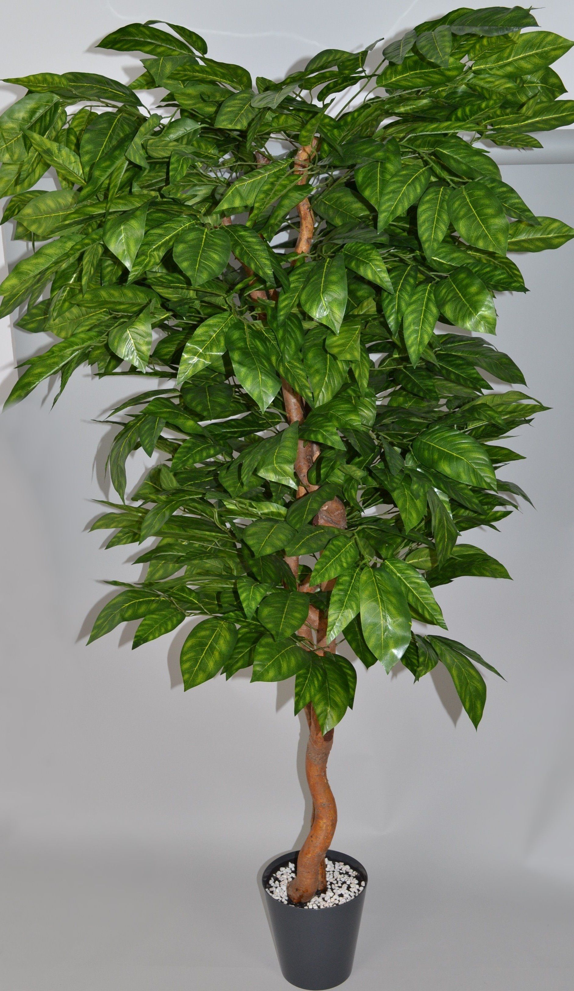 Drzewo Orzech VIRTUS Drzewo Orzech 180 cm w donicy 01400021