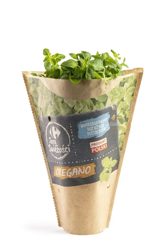 Oregano świeże
